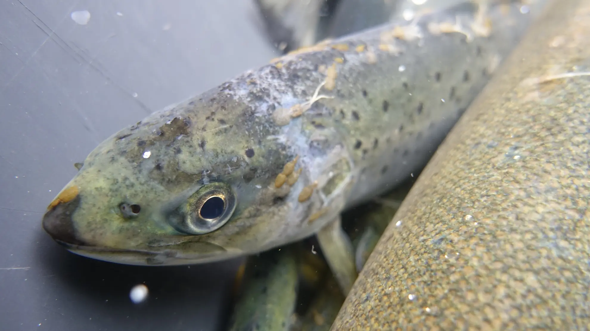 Sjøørret med lakselus Sjøørret med lakselus
