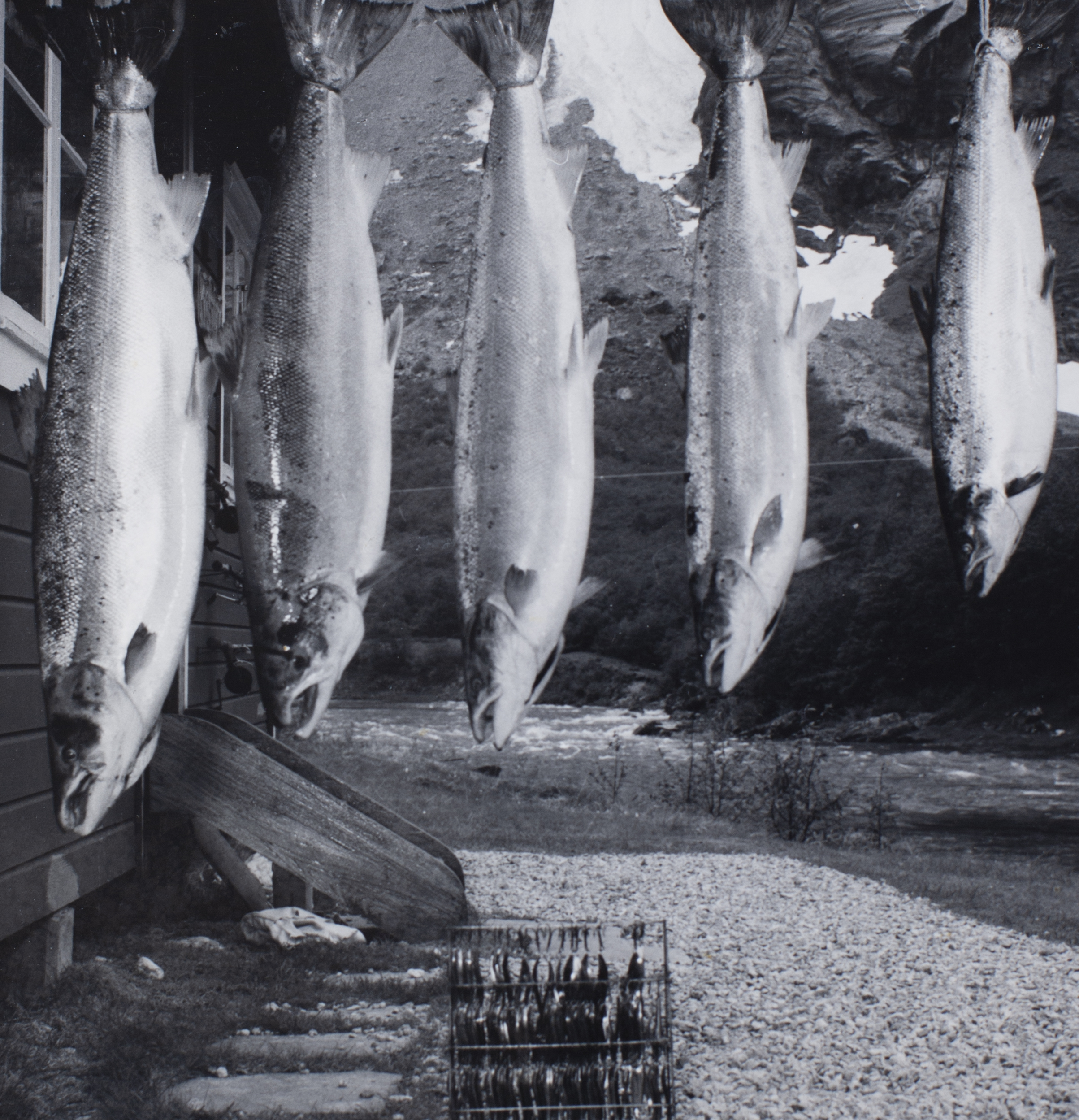 Lakseeventyr i Rauma Elv på 1900-tallet