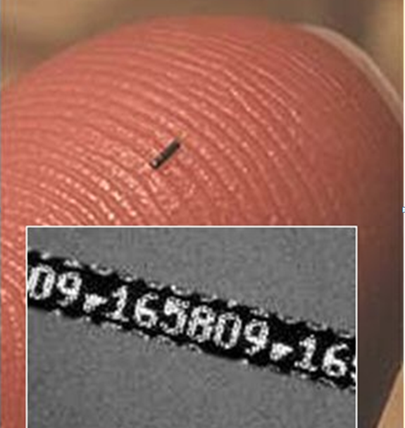 Bilde av ID-merket som plasseres i snutebrusken til laksen og forteller kunden at akkurat denne laksen er ekte Altalaks.
