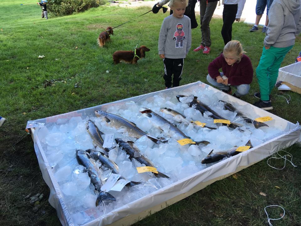 Fisken som ble tatt under fiskekonkurransen i Otra ble oppbevart i et kar med is. Det ble tilsammen fanget 15 laks under fiskekonkurransen, hvorav 9 ble fanget av ungdom under 18 år. 