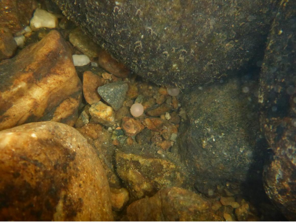 Det er vanlig at dykkerne observert mye egg liggende mellom steinene på områder med grovt substrat.