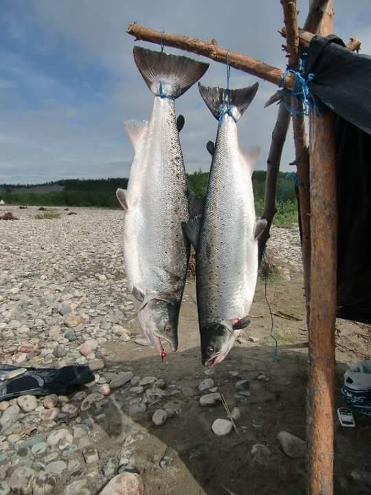 Store lakser fisket på Lamas - 12,8 kg og 16,5 kg - foto: Morten Skundberg