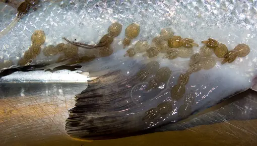 lakselus på villaks