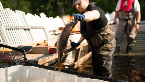 Pukkellaksfelle i Tana 2025