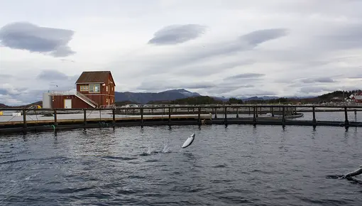 Laks i merd. Laks i merd.