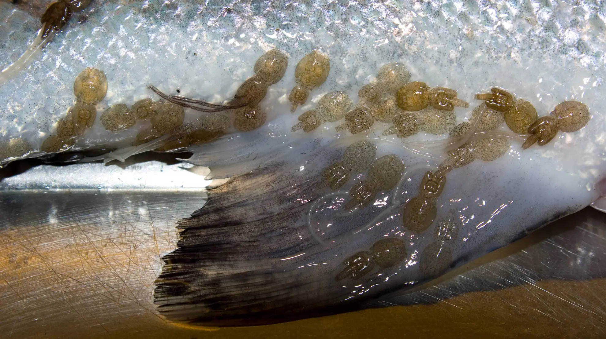 lakselus på villaks